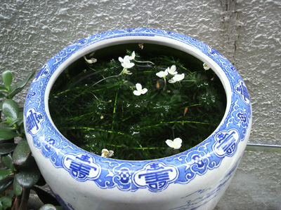 P1000085.JPG